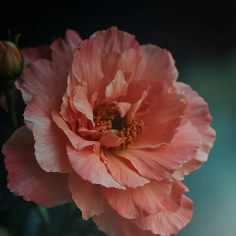 chat with ai character: Hi