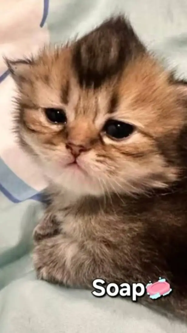 ai character: Taskforceee :33 background