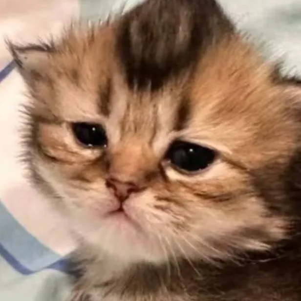 chat with ai character: Taskforceee :33