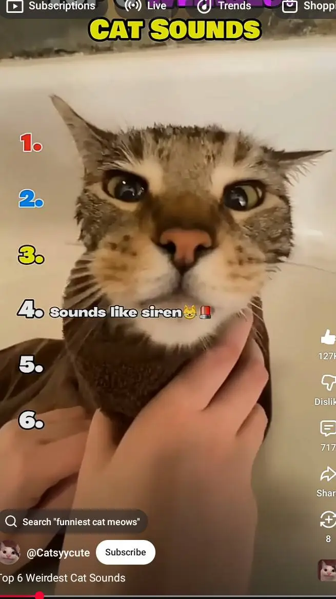 ai character: talking cat  background
