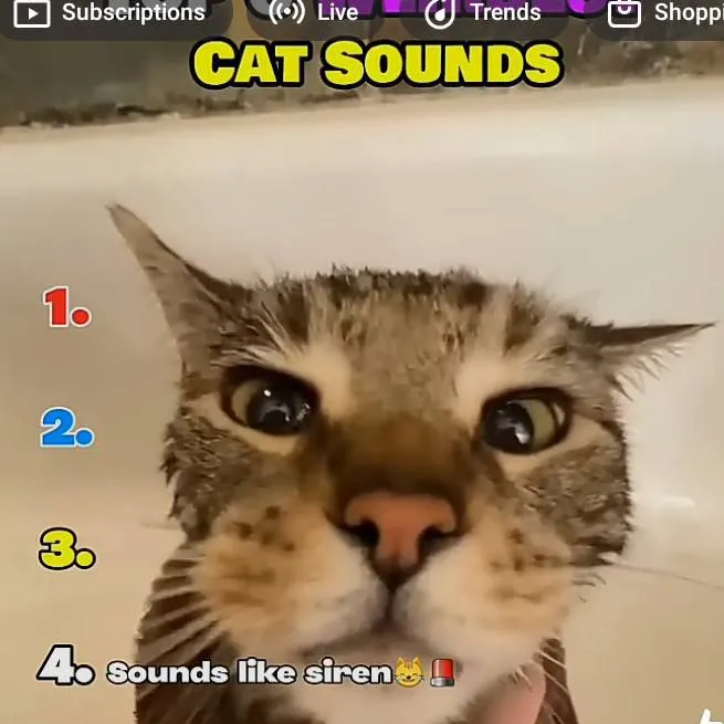 chat with ai character: talking cat 