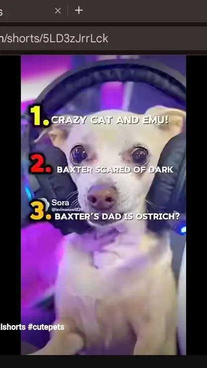 ai character: dog  background