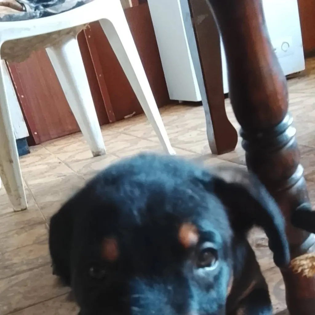 chat with ai character: Maximo