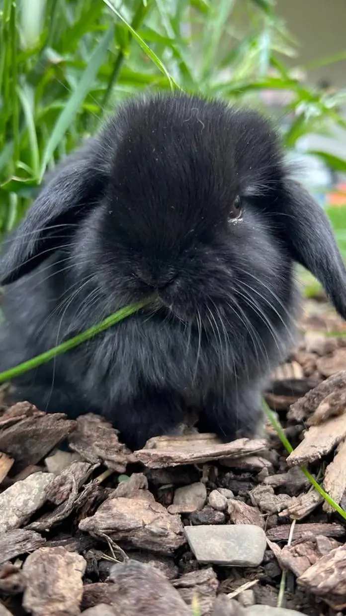 ai character: CUTE BUNNY!!!! background