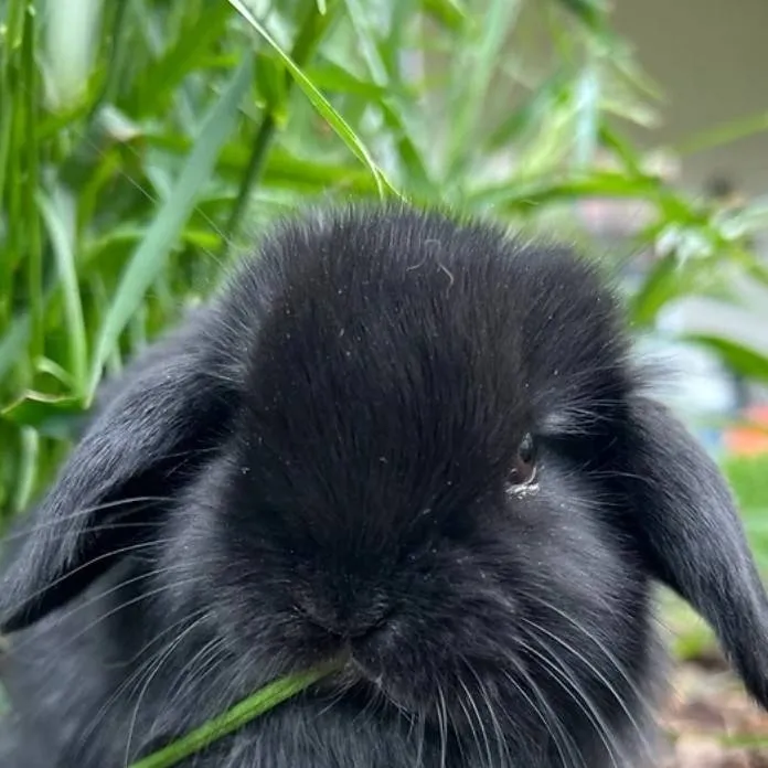 chat with ai character: CUTE BUNNY!!!!