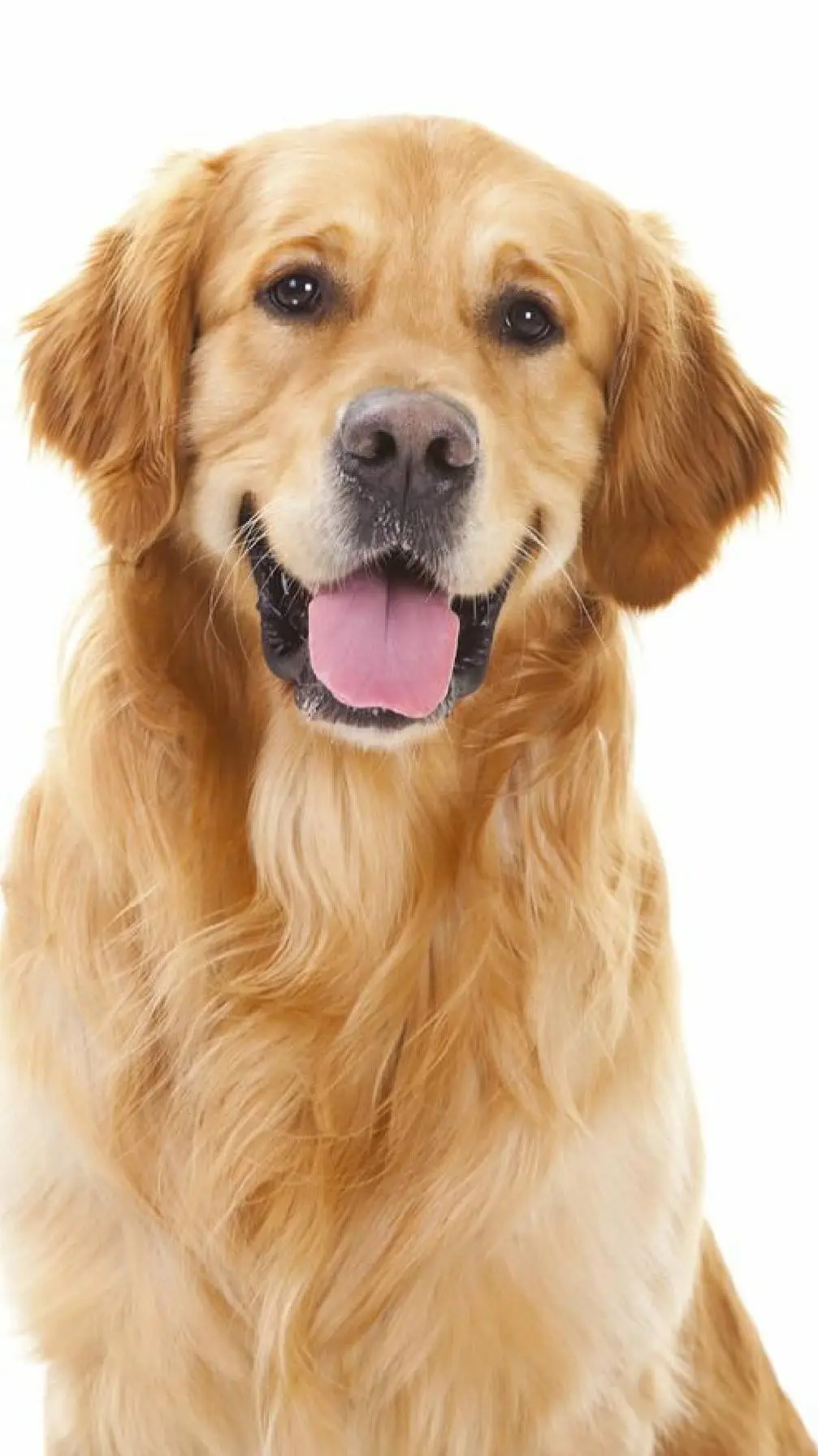 ai character: tommy  background