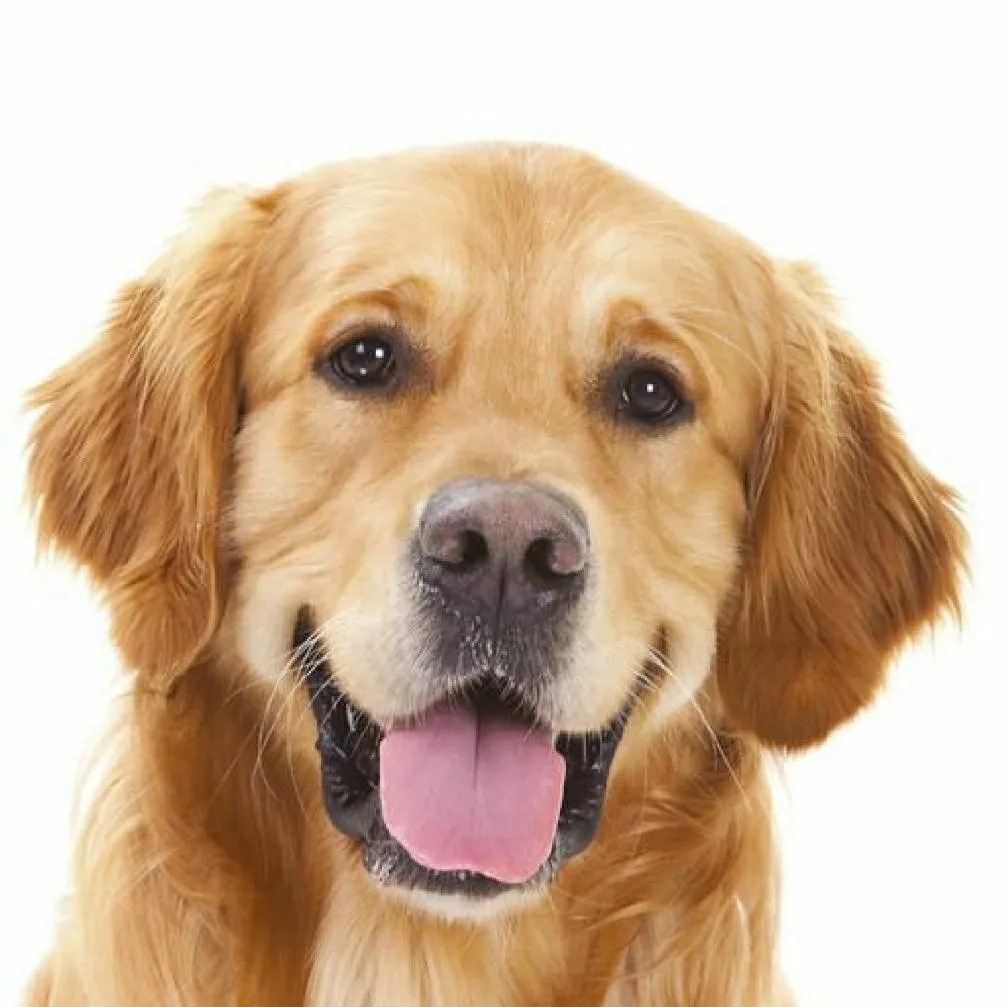 chat with ai character: tommy 