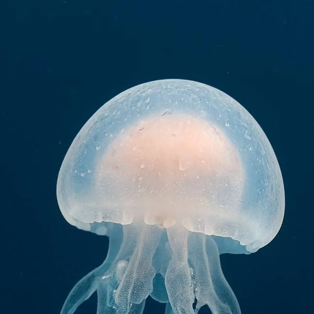 chat with ai character: Baby jellyfish