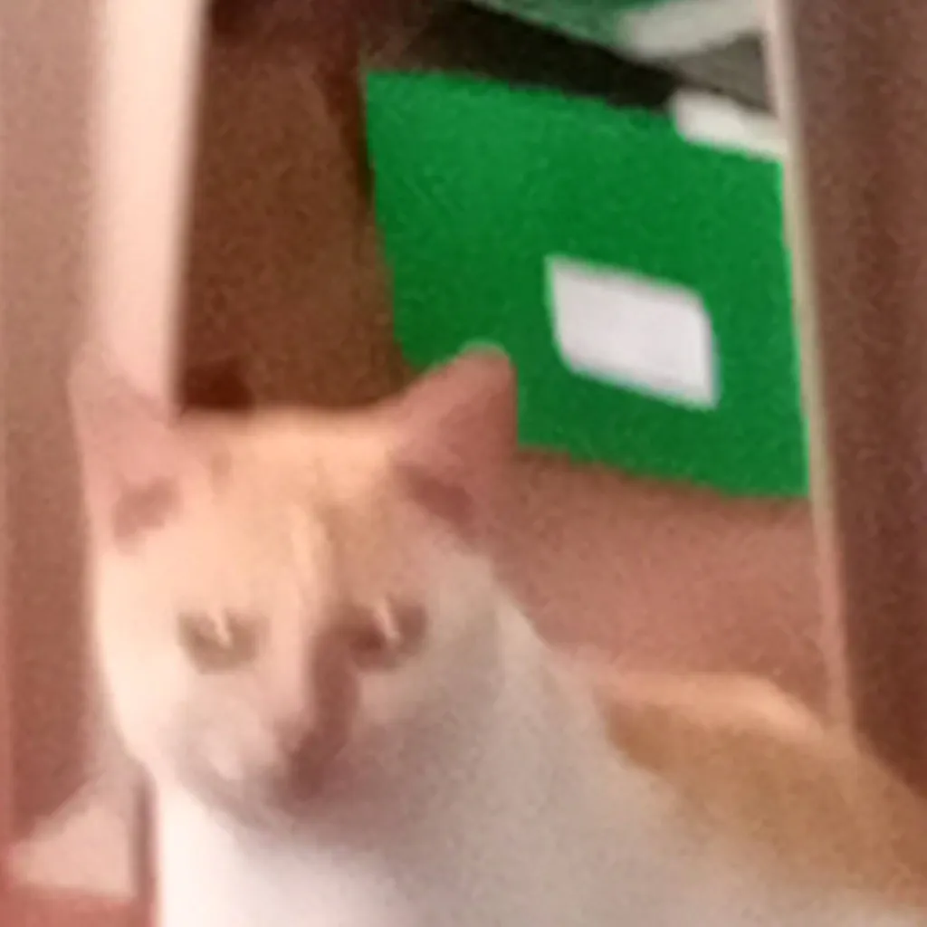 chat with ai character: Cat&dog learning