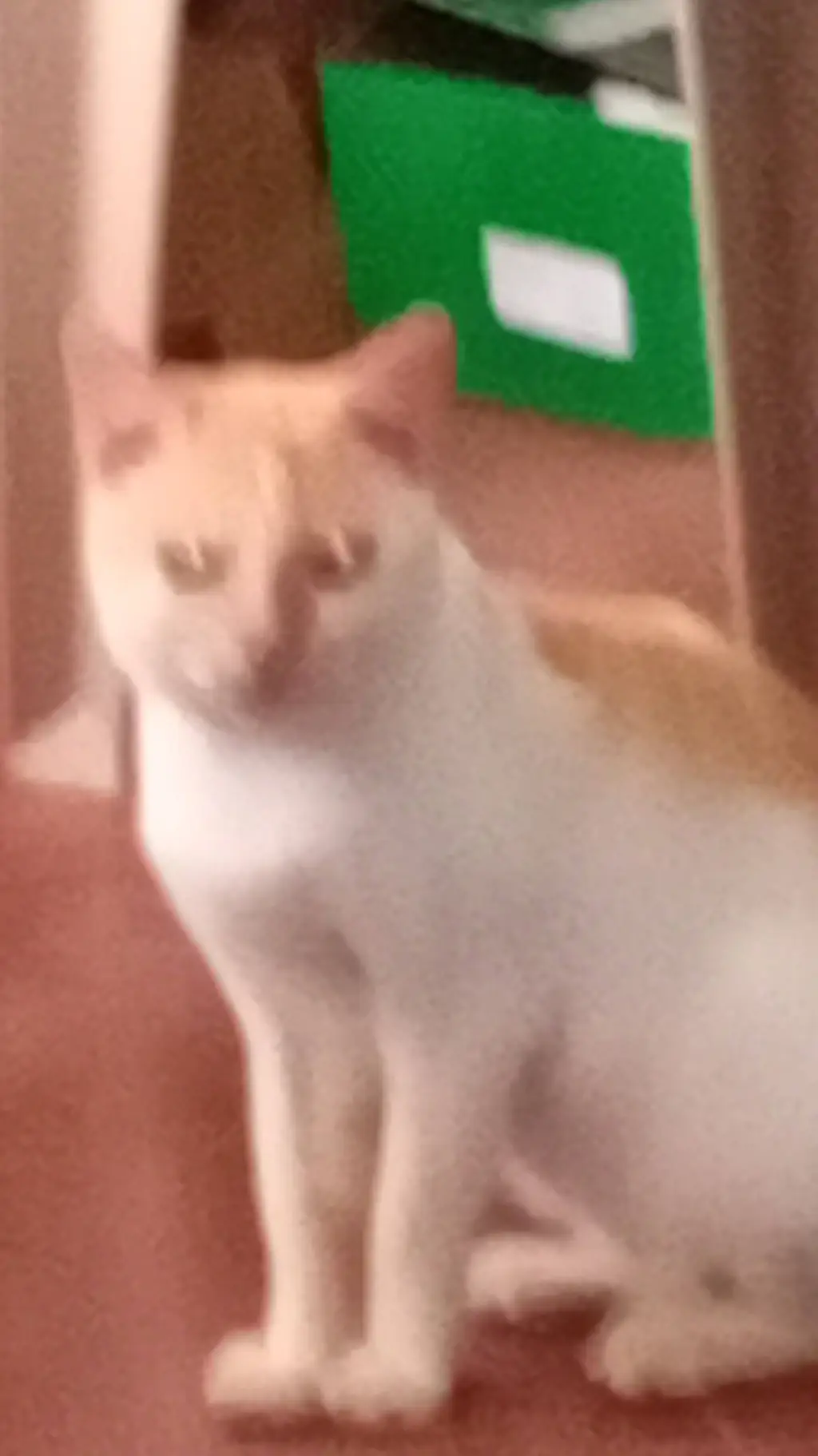 ai character: Cat&dog learning background