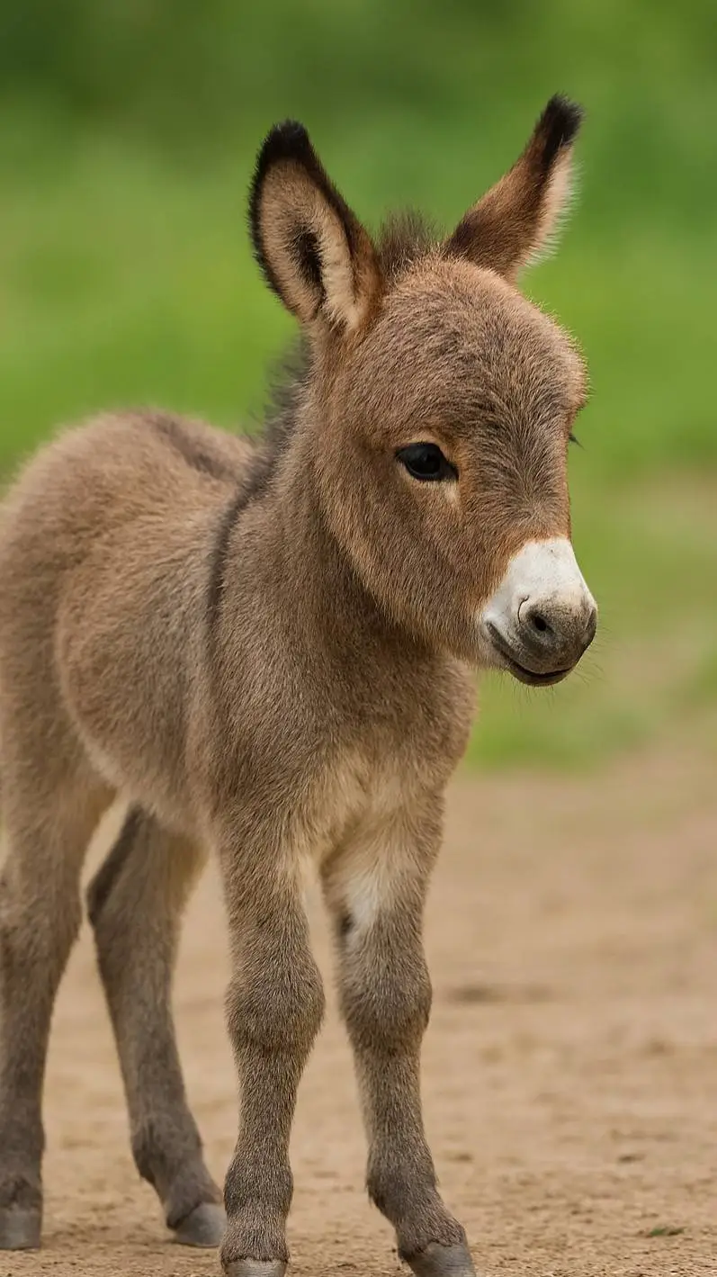 ai character: Baby donkey background
