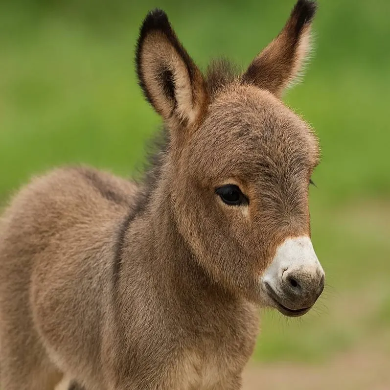 chat with ai character: Baby donkey