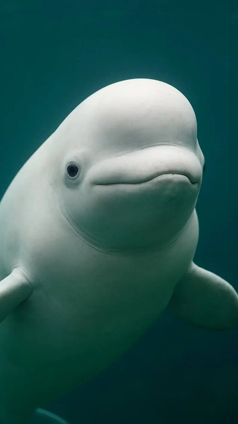 ai character: Beluga whale background