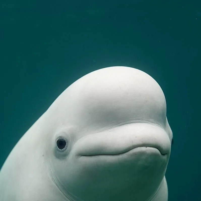 chat with ai character: Beluga whale