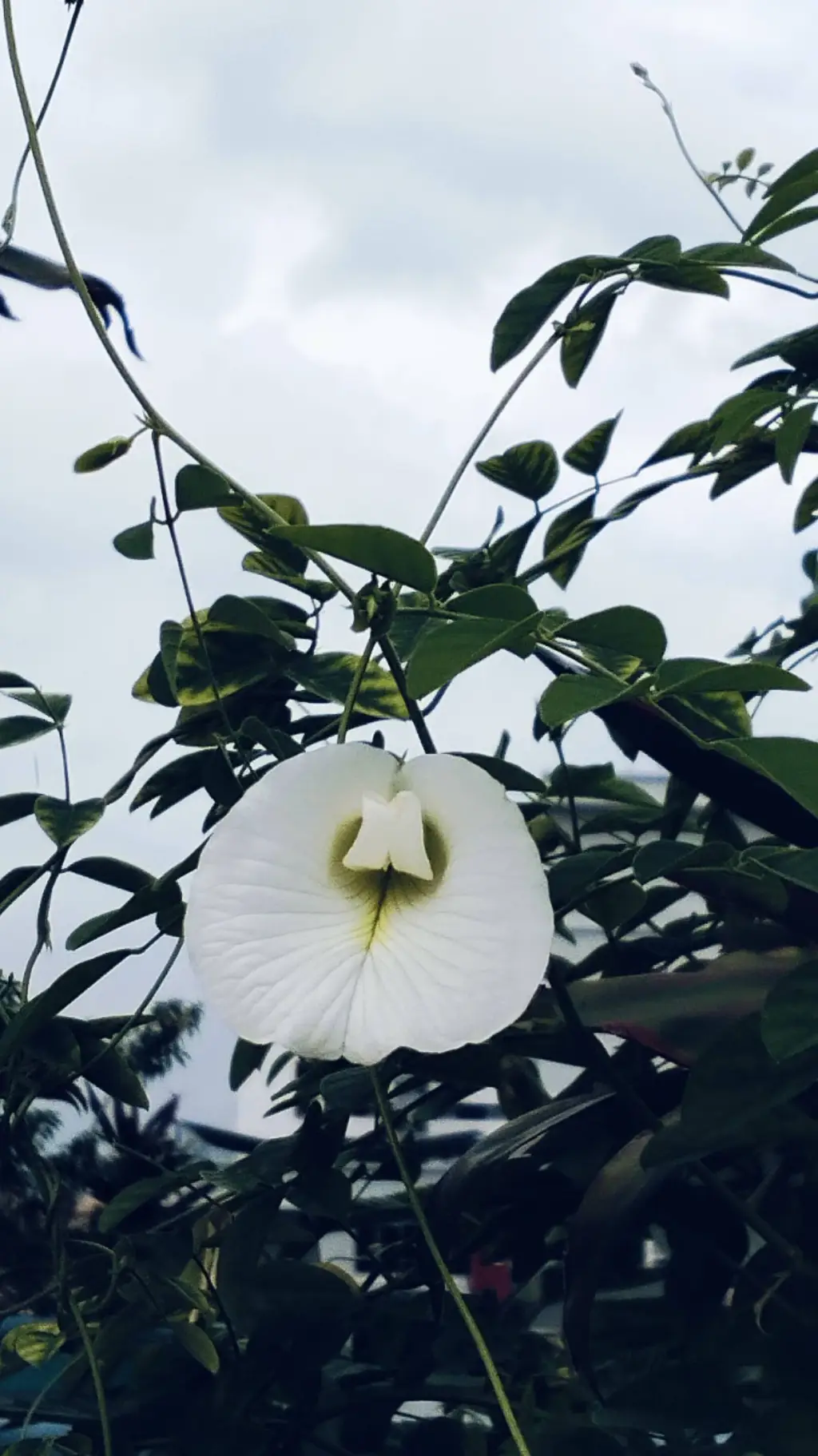 ai character: Boy bestie  background