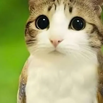 chat with ai character: Meowl (: