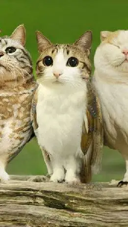 ai character: MEOWL AND FRIENDS background