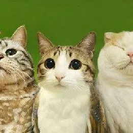 chat with ai character: MEOWL AND FRIENDS