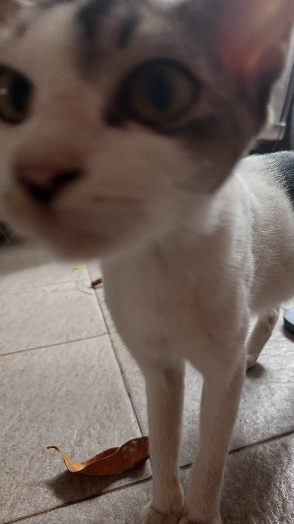 ai character: milo (my cat)  background