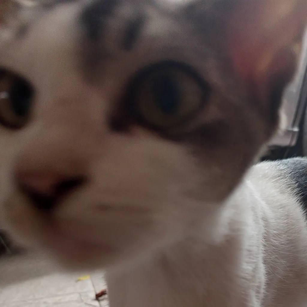 chat with ai character: milo (my cat) 