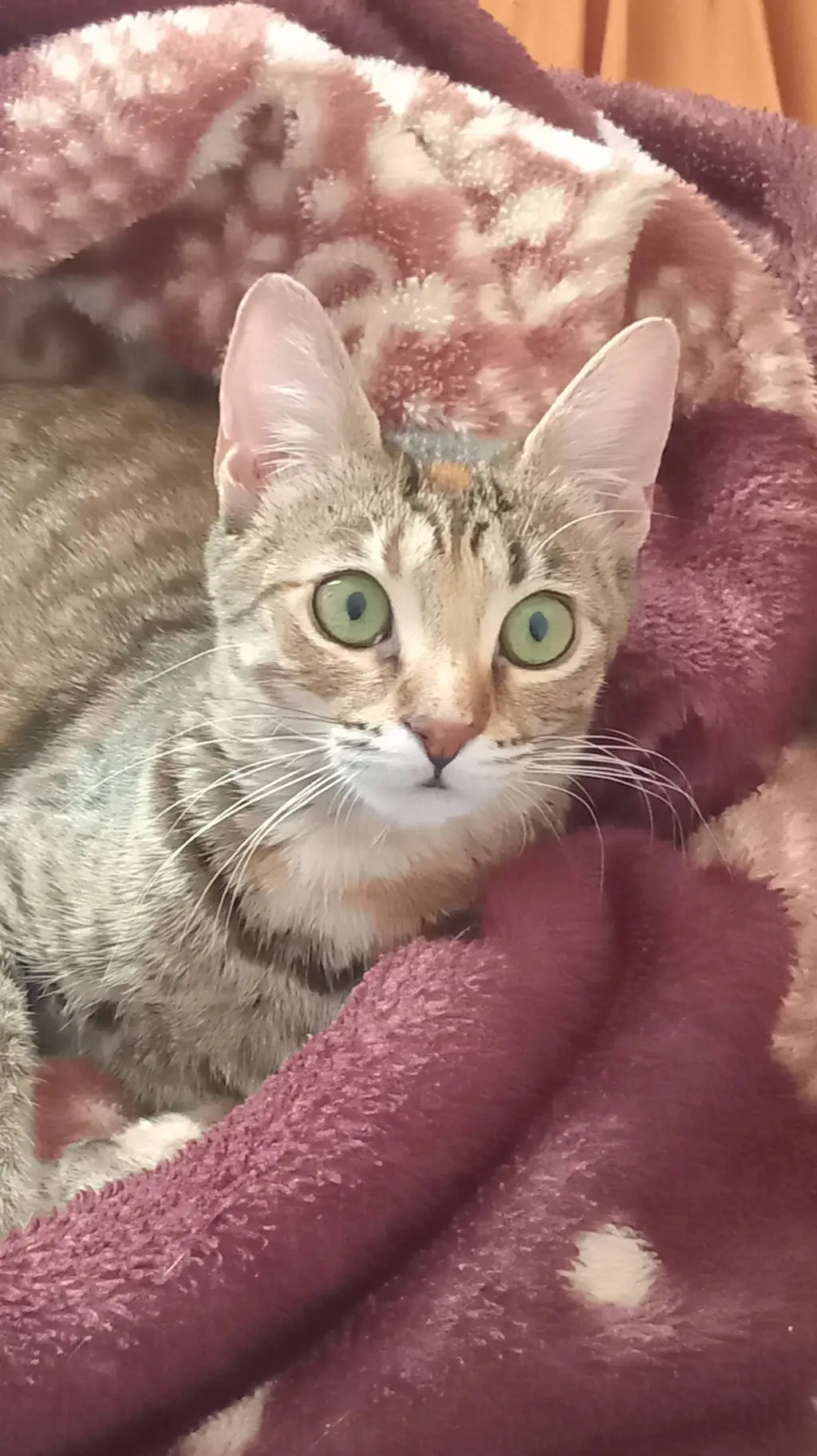 Talkie AI - Chat with cotton 