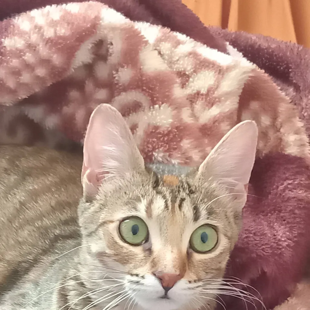 chat with ai character: cotton 