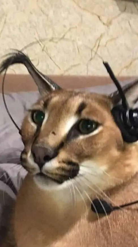 ai character: 🕴Floppa🥟 background