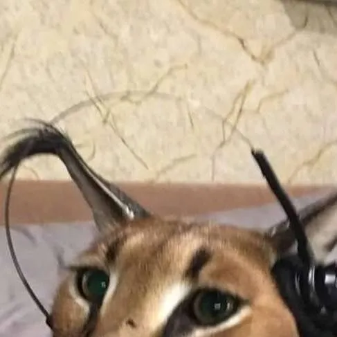 chat with ai character: 🕴Floppa🥟