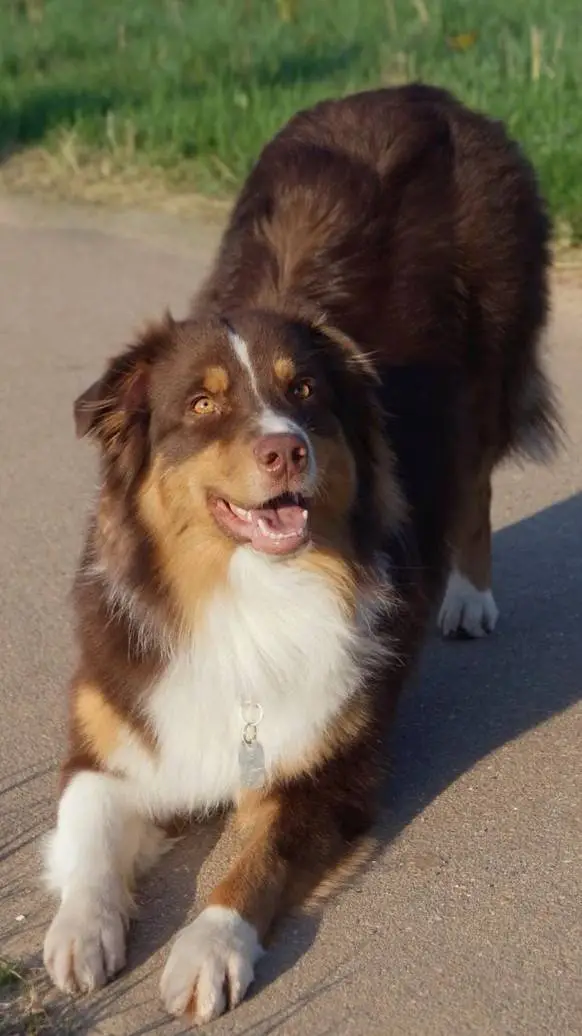 ai character: собака background