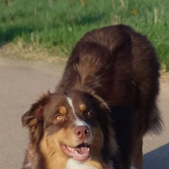 chat with ai character: собака