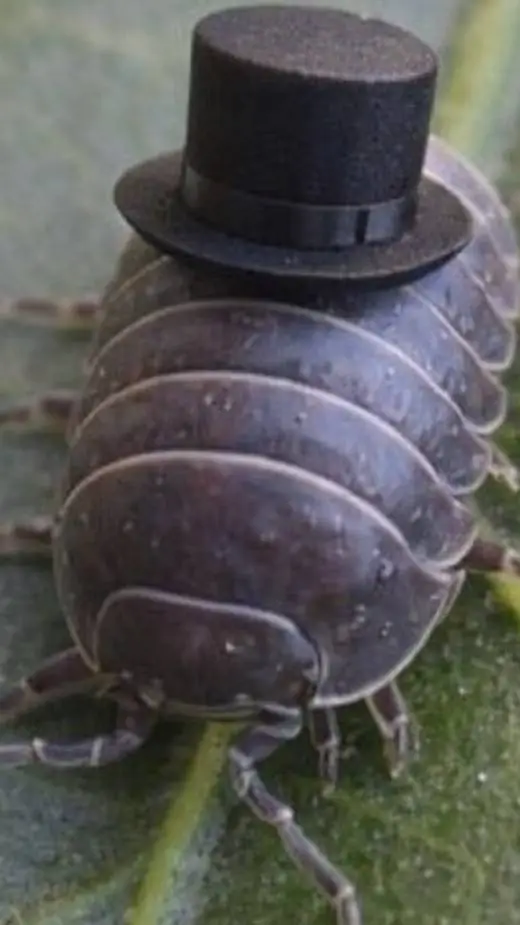 ai character: Cosmo (READ DESC) background