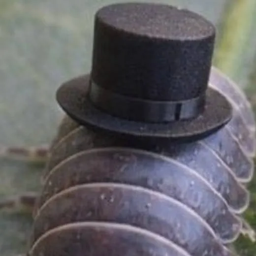 chat with ai character: Cosmo (READ DESC)