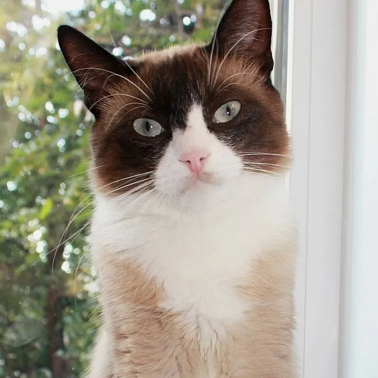 chat with ai character:  Equestrians 