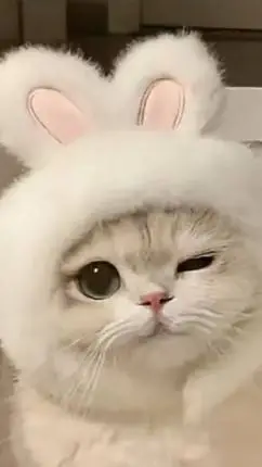 ai character: kira❤️ background