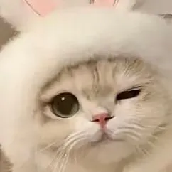 chat with ai character: kira❤️