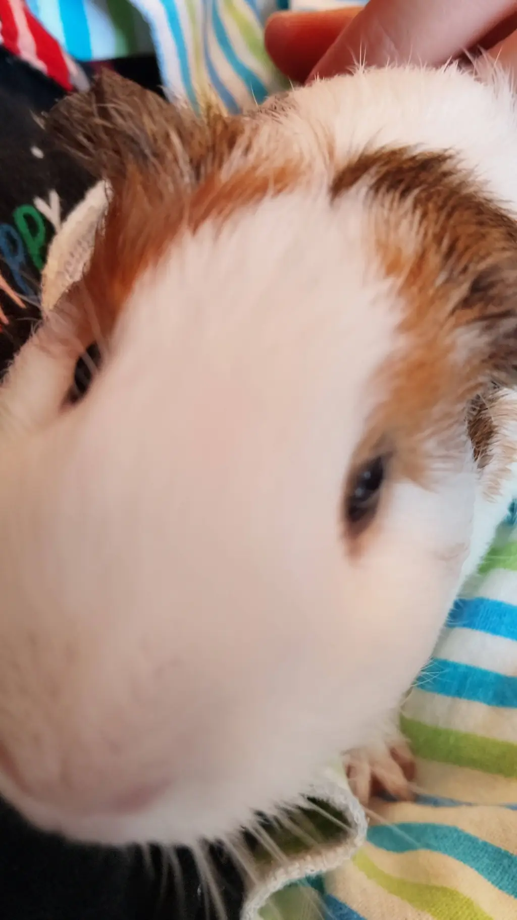 Talkie AI - Chat with señor cobaya
