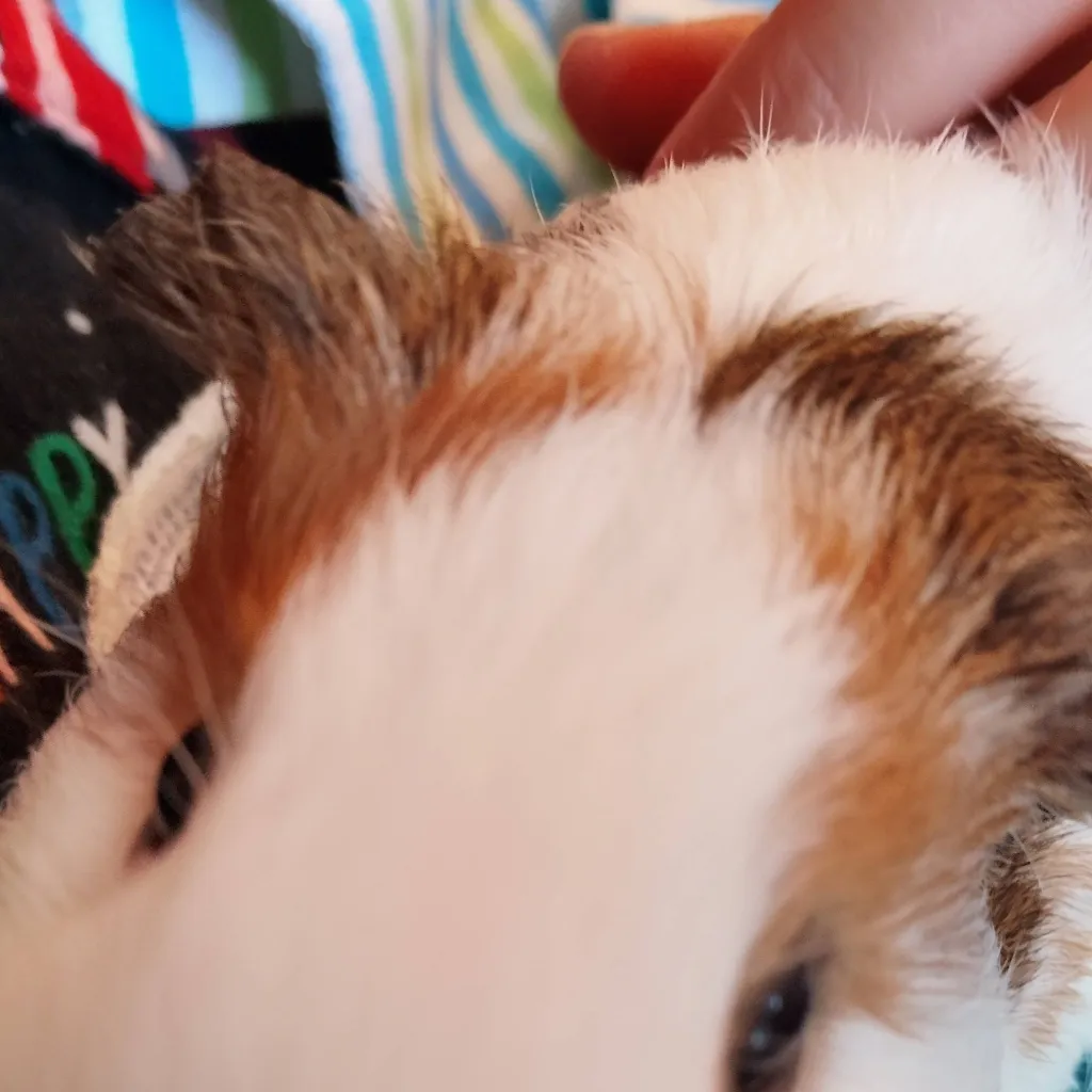 chat with ai character: señor cobaya