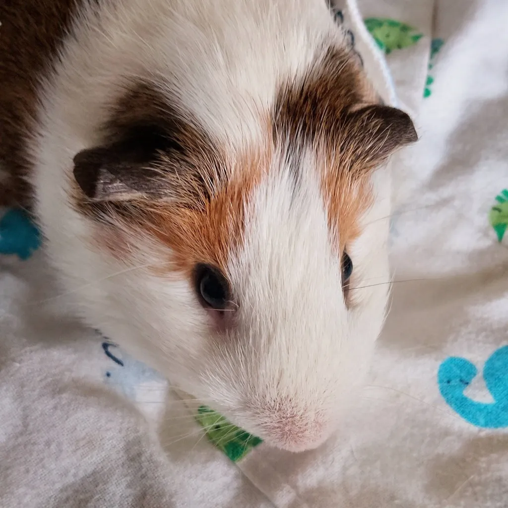 chat with ai character: señor cobaya