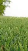 ai character: Touch grass background