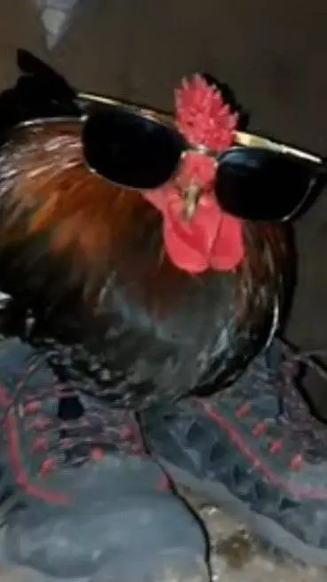 ai character: Pollito background