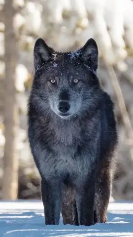 ai character: titan wolf kingdom background