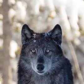 chat with ai character: titan wolf kingdom