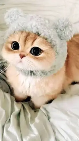 ai character: ❀котик❀ background