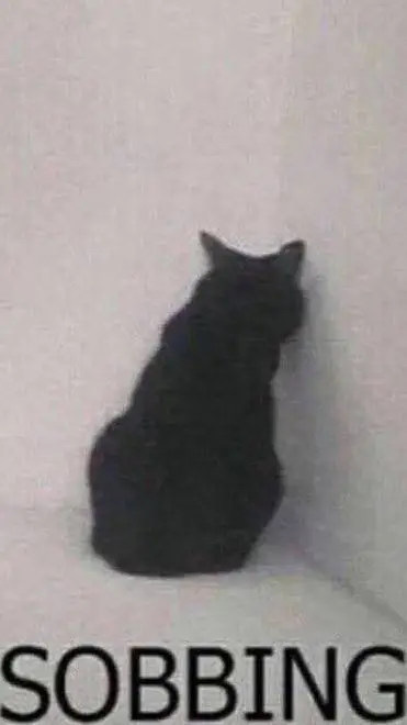 ai character: Sad cat background