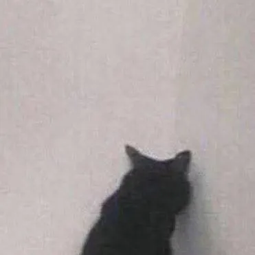 chat with ai character: Sad cat