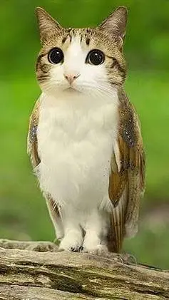 ai character: Meowl background