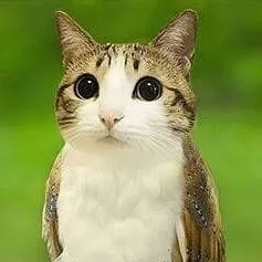 chat with ai character: Meowl