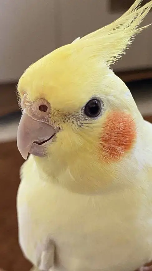 ai character: whats your animal  background