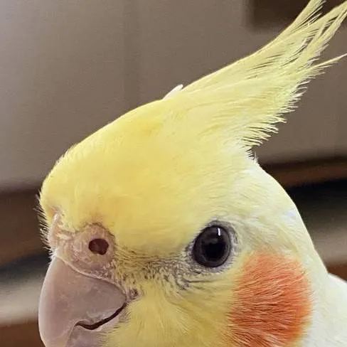 chat with ai character: whats your animal 