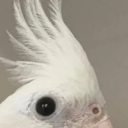 chat with ai character: who u really are